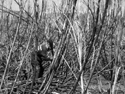 Knochenharte Arbeit auf den Zuckerrohrplantagen; Foto: H. Kandler
